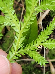 Lycopodium volubile, photograph (c) Maureen Howard, some rights reserved (CC BY)