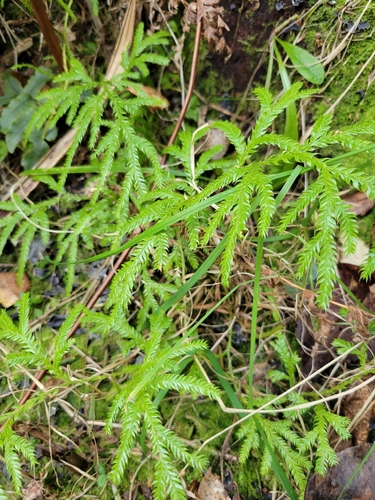 Lycopodium volubile, photograph 5