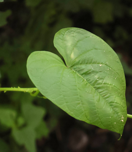 Ipomoea muricata, 2026-09-12