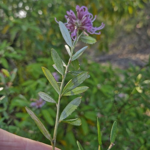 Grevillea sericea, photograph 5