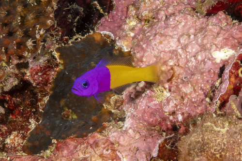Pictichromis paccagnellae observed 2026-09-02