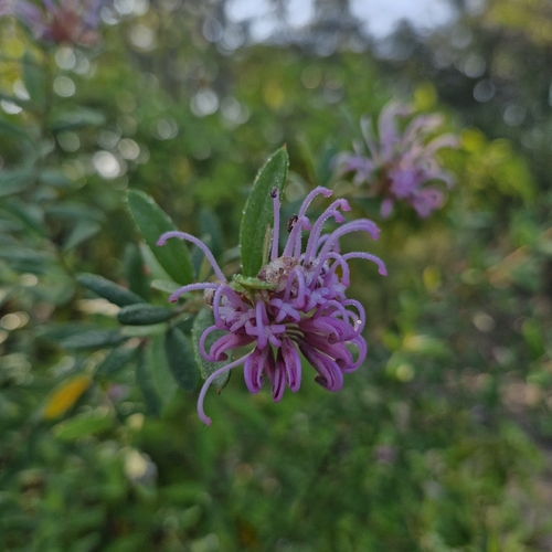 Grevillea sericea, photograph 6