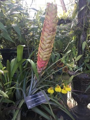 Tillandsia compressa