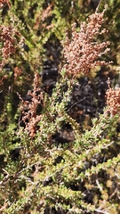 Adenostoma fasciculatum, photograph (c) Chris Conard, some rights reserved (CC BY)