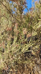 Adenostoma fasciculatum, photograph (c) Chris Conard, some rights reserved (CC BY)