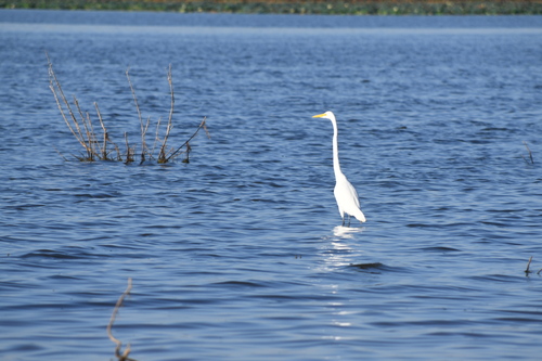 Great Egret