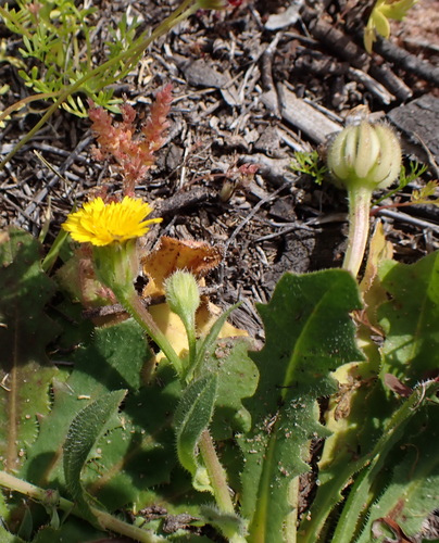 Hedypnois rhagadioloides, photograph 3