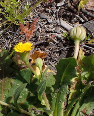 (c) Ruth Palsson, some rights reserved (CC BY-SA) Hedypnois rhagadioloides, photograph (c) Ruth Palsson, some rights reserved (CC BY-SA)