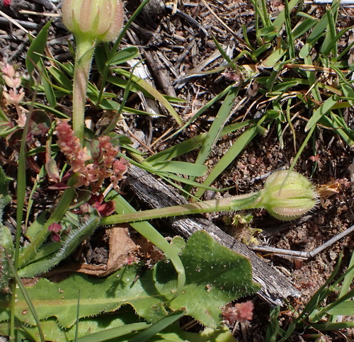 Hedypnois rhagadioloides, photograph 4