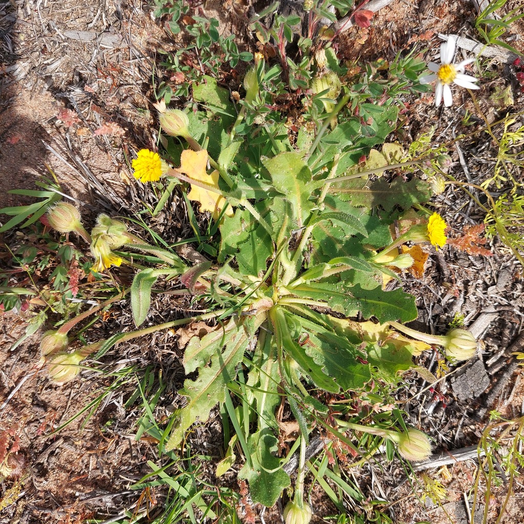 Hedypnois rhagadioloides; photograph (c) Ruth Palsson, some rights reserved (CC BY-SA)