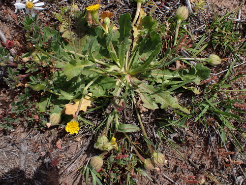 Hedypnois rhagadioloides, photograph 2
