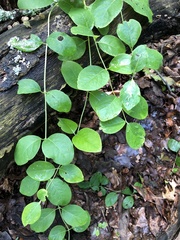 Lonicera sempervirens