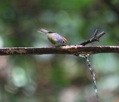 Phylloscopus castaniceps
