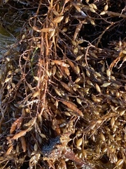 Sargassum muticum