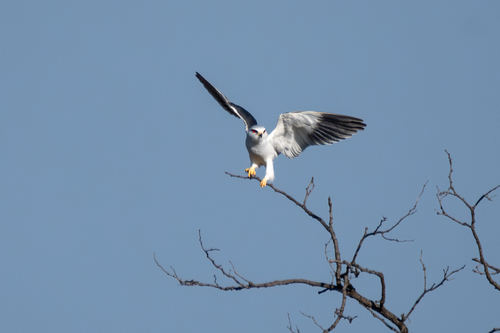 Black-winged Kite