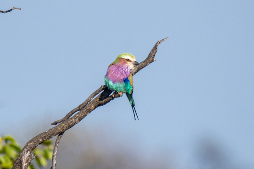 Lilac-breasted Roller