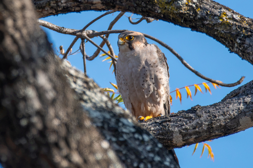 Lanner Falcon