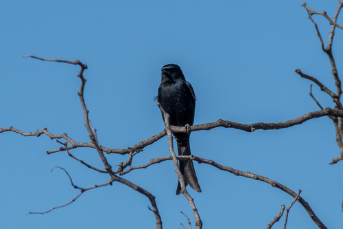 Fork-tailed Drongo