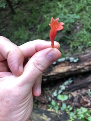 Lonicera sempervirens