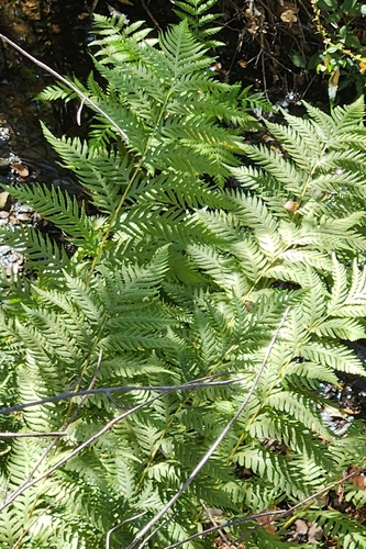 giant chain fern
