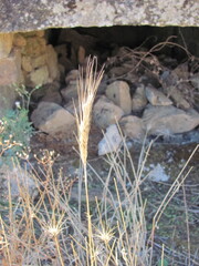 (c) zebedeugalinha, some rights reserved (CC BY) Triticum aestivum, photograph (c) zebedeugalinha, some rights reserved (CC BY)