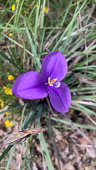 Patersonia occidentalis