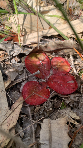 Drosera erythrorhiza