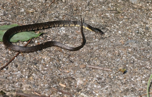 Mountain Water Snake