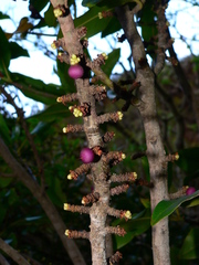 Pleiomeris canariensis image