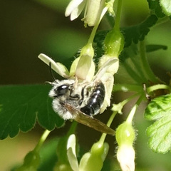 Melandrena