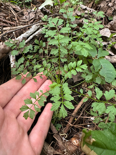 Cardamine impatiens, photograph 6
