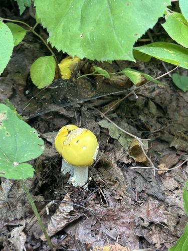American Yellow Fly Agaric