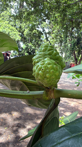 Morinda citrifolia observed 2026-09-05