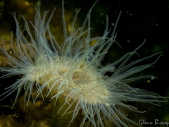 Sagartiogeton undatus