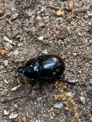 Anoplotrupes stercorosus