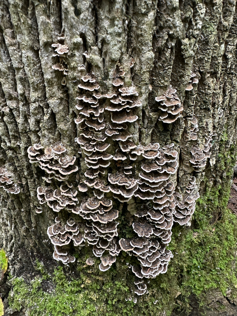 turkey-tail · September 2026 · photo: Photo: no rights reserved · iNaturalist