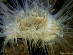 Sagartiogeton undatus