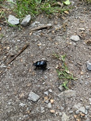 Anoplotrupes stercorosus