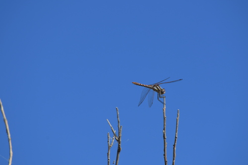 Variegated Meadowhawk