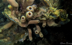 Haliclona xena