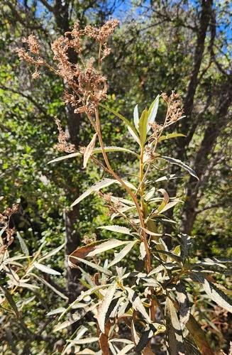 California yerba santa