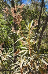 Eriodictyon californicum