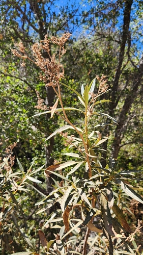 Eriodictyon californicum, photograph 2