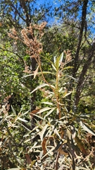 Eriodictyon californicum, photograph (c) Chris Conard, some rights reserved (CC BY)