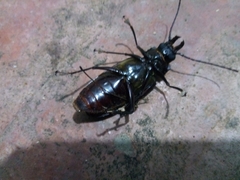 Stenodontes exsertus