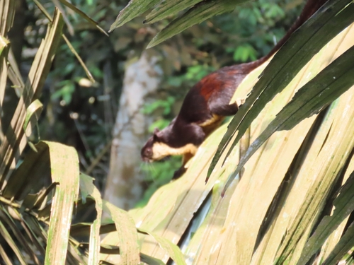 Black Giant Squirrel
