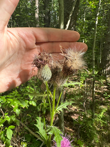Cirsium muticum, photograph 5