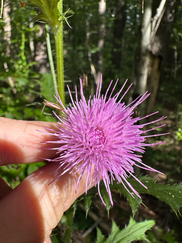 Cirsium muticum, photograph 6