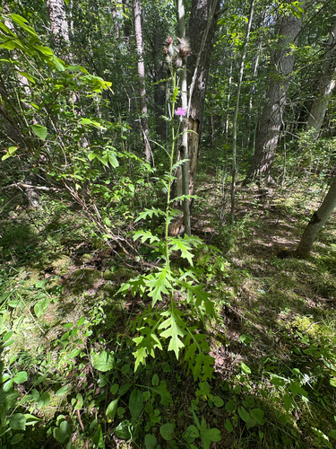 Cirsium muticum, photograph 4