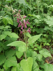 Stachys sylvatica
